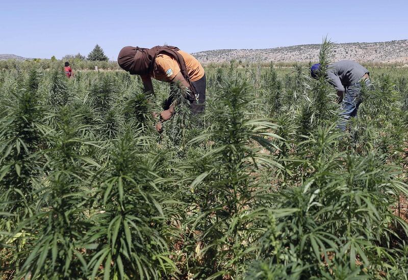 Workers cultivating plants at a cannabis plantation in the village of Yammouneh in Lebanon's eastern Bekaa Valley. AFP, file