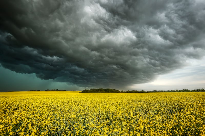 Storm clouds build over a canola field near Cremona, Alberta. AP