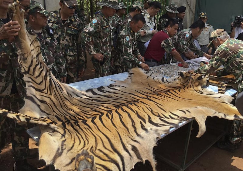 Thailand's national parks and wildlife officers examine the skin of a tiger at the "Tiger Temple," in Saiyok district in Kanchanaburi province, west of Bangkok, Thailand on June 2, 2016. AP Photo