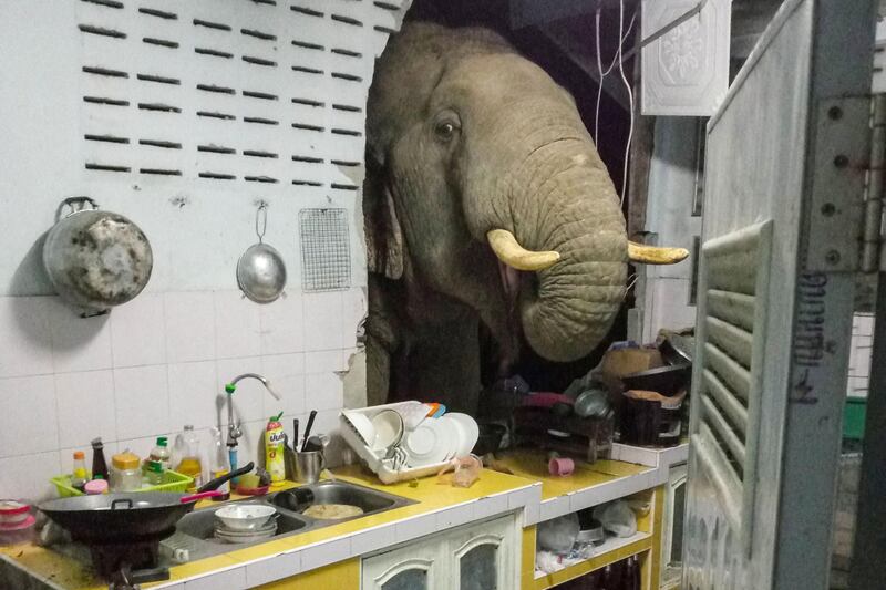 An elephant searches for food in the kitchen of Radchadawan Peungprasopporn’s home in Pala-U, a forested area near the Thai beach resort town of Hua Hin. AFP