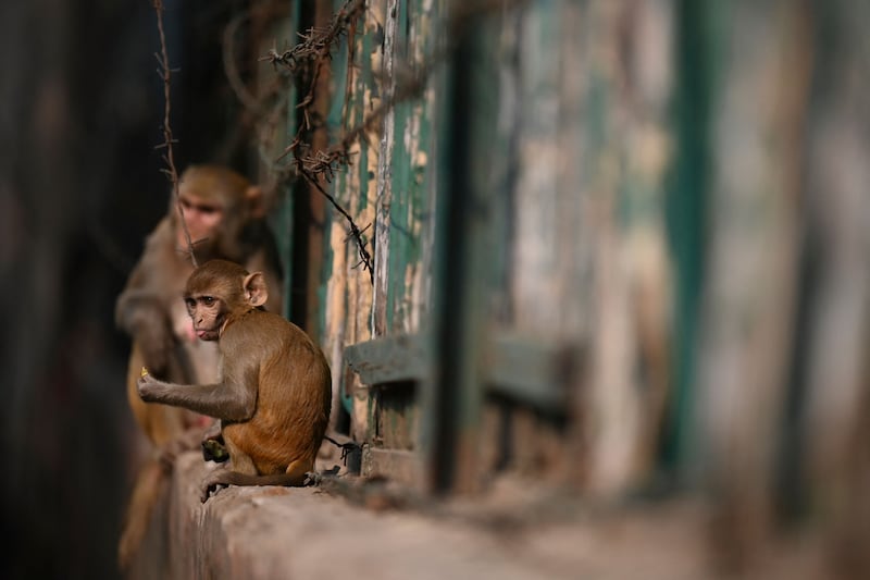 At the heart of the urban monkey problem is the fact much of the primates' natural habitat has been destroyed, forcing them to forage for food in towns and cities.