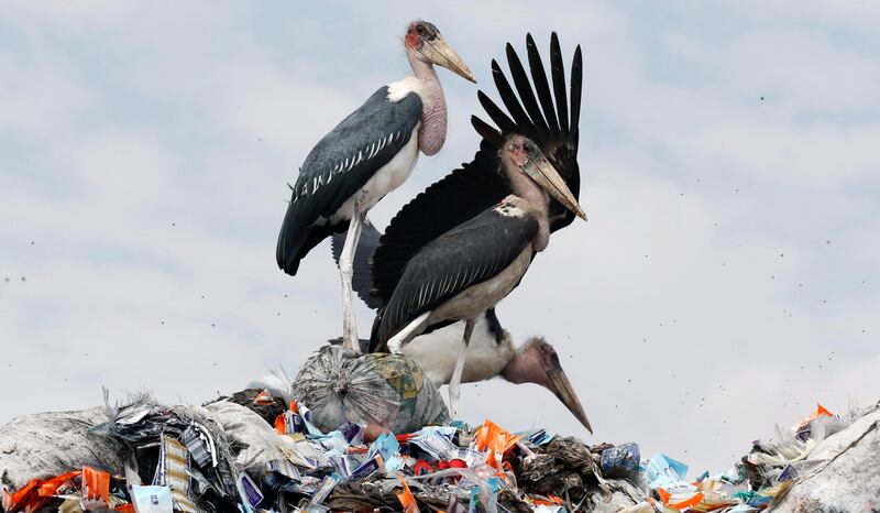Marabou storks stand on a pile of recyclable plastic materials at a refuse site on the outskirts of Nairobi. Thomas Mukoya / AP Photo