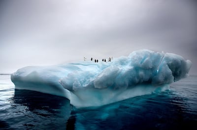 Penguins atop an ice float in Antartica. Norman McCloskey
