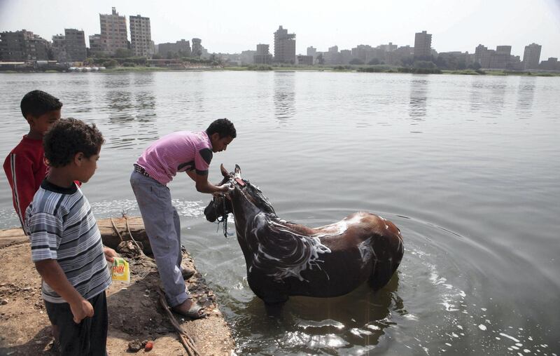 A boy washes his horse in the river Nile in Cairo May 22, 2013. Most of Egypt's population live clustered around the Nile valley and delta, and the river is both a vital resource for the country's citizens, and a potent national symbol. In a recent dispute with Ethiopia over the construction of a dam upstream, Egypt's foreign minister Mohamed Kamel Amr underlined the country's reliance on the river's waters: "No Nile - no Egypt," he said. Picture taken May 22, 2013. REUTERS/Asmaa Waguih (EGYPT - Tags: POLITICS SOCIETY BUSINESS CITYSCAPE ANIMALS) 

ATTENTION EDITORS: PICTURE 33 OF 49 FOR PACKAGE 'THE NILE - LIFEBLOOD OF CAIRO'. SEARCH 'NILE LIFEBLOOD' FOR ALL IMAGES