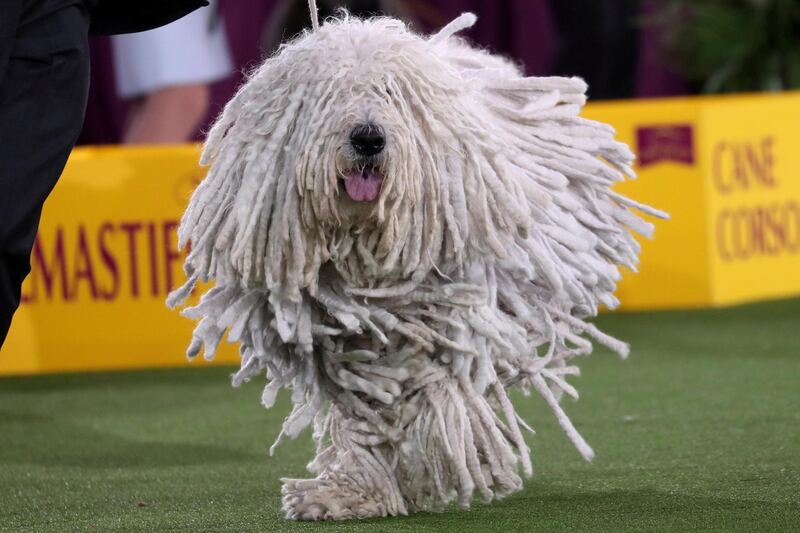 Attison, a komondor dog, competes at the 145th Westminster Kennel Club Dog Show at Lyndhurst Mansion in Tarrytown, New York. Reuters