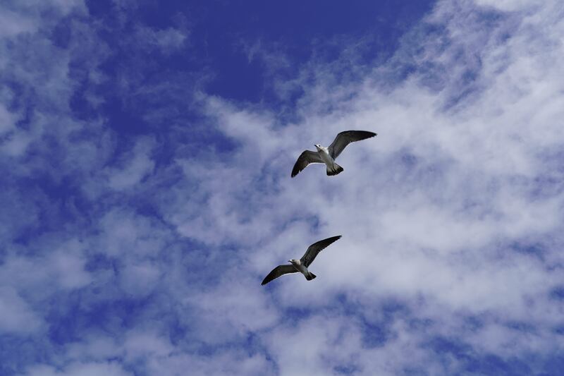 Birds fly over Tangier. The island is a haven for rare species. 