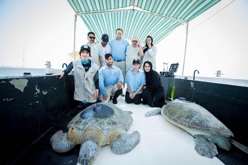 The Environment Agency has followed the impressive progress of Green turtles, Wisdom and Respect. Courtesy EAD