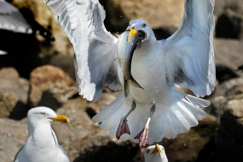 A gull attempts to take off after plucking a large fish from a stream in Nobleboro, Maine, US. AP Photo