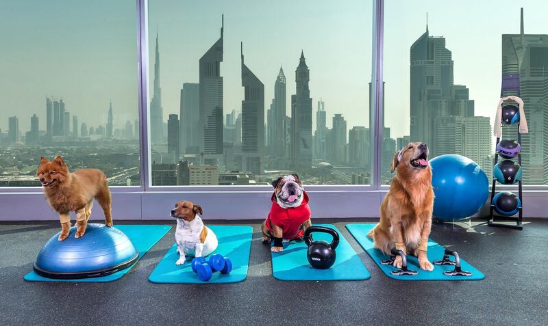 No expenses are spared when it comes to these dogs. Courtesy Jumeirah