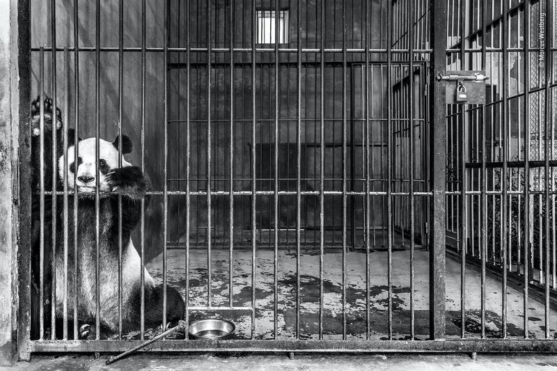 Captive by Marcus Westberg, Sweden. A giant panda sits in its cage in a breeding centre in Shaanxi, China. With a growing wild population and no realistic plan of how to breed and raise pandas for rerelease into the wild rather than a life in captivity – not to mention lack of habitat being the largest barrier to the continued spread of the wild population – it is unclear how such centres will benefit the species. © Marcus Westberg - Wildlife Photographer of the Year