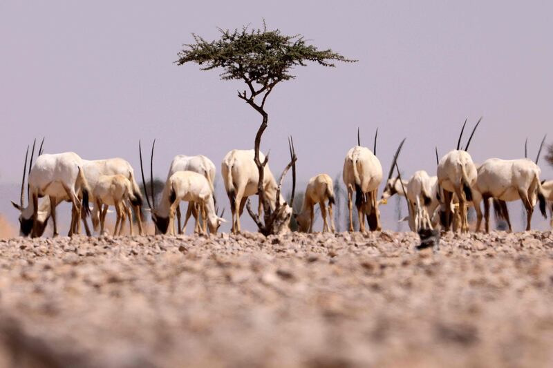 But numbers are low, with the Arabian oryx population at around 1,200. AFP