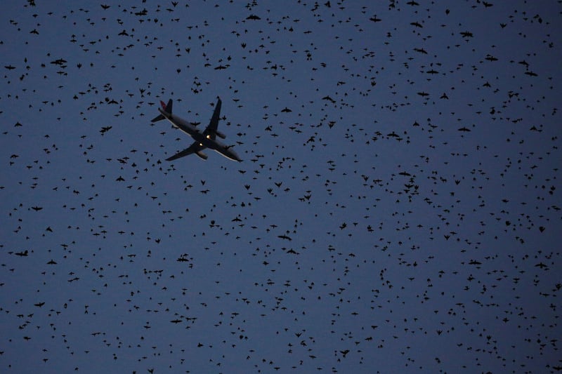A flock of starlings fills the dusk sky over Rome, Italy. Tony Gentile / Reuters