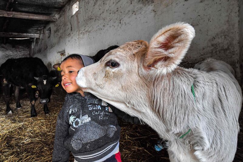 This boy's playful encounter with a calf in the town of Al Batten belies the woes facing Tunisia's dairy sector after years of drought. All photos: AFP