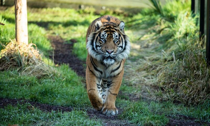 Asim, the male tiger who had only recently arrive at London Zoo. ZSL London Zoo