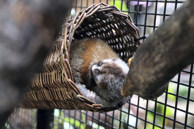 Dubai, United Arab Emirates - Reporter: N/A. News. Environment. This is the first recorded birth of a Slow Loris in a zoological facility in the UAE. On average, less than 10 born at zoological facilities world-wide every year. Father and mother were rescued after being victims of the illegal wildlife trade. Thursday, July 9th, 2020. The Green Planet, Dubai. Chris Whiteoak / The National