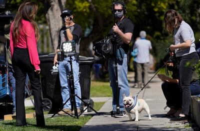 A French bulldog wanders amongst members of the media near an area on North Sierra Bonita Ave. where Lady Gaga's dog walker was shot and two of her French bulldogs stolen, Thursday, Feb. 25, 2021, in Los Angeles. The dog walker was shot once Wednesday night and is expected to survive his injuries. The man was walking three of Lady Gaga's dogs at the time but one escaped. (AP Photo/Chris Pizzello)