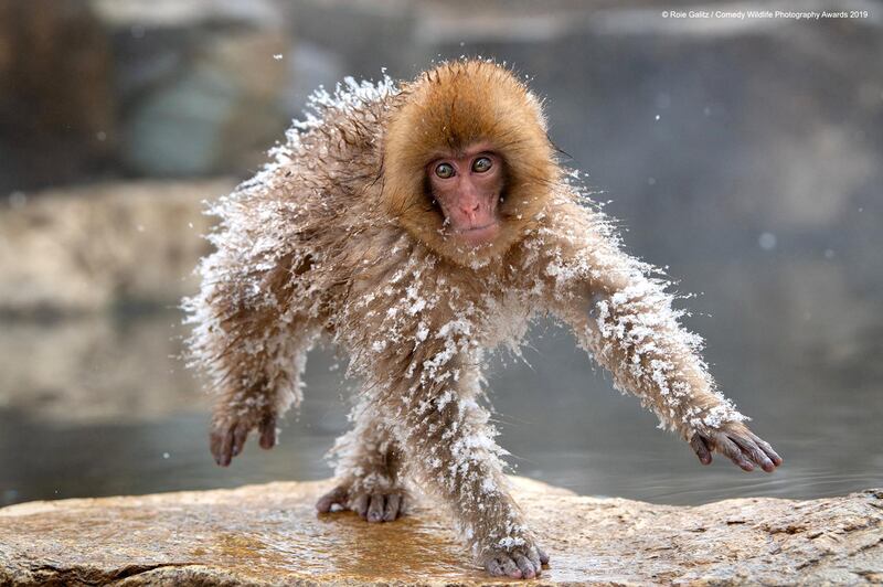 The Comedy Wildlife Photography Awards 2019
Roie Galitz
Givatayim
Israel
Phone: 528220017
Email: roie@galitz.co.il
Title: Space Man
Description: "I've got a space suit and a helmet and one day I'll fly the moon! but only when it's Banana shaped". This sweet little Japanese Snow Monkey ran around after he had rolled in the snow.
Animal: Japanese Snow Monkey
Location of shot: Japan