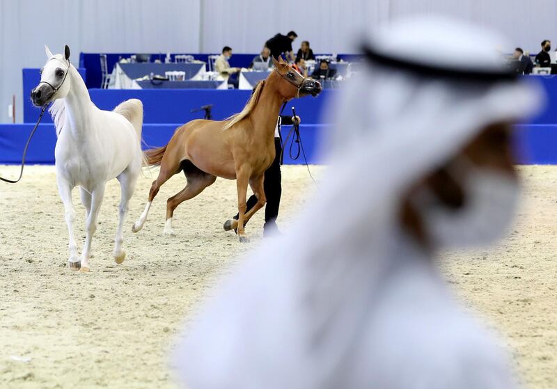 Dubai, United Arab Emirates - Reporter: Nick Webster. News. The 3 year old fillies category walk around the arena at The Dubai International Arabian Horse Show at the World trade centre. Thursday, March 18th, 2021. Dubai. Chris Whiteoak / The National
