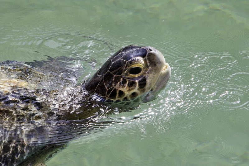 A hawksbill turtle. Environment Agency Abu Dhabi and The National Aquarium will launch a turtle rehabilitation programme. Jaime Puebla / The National