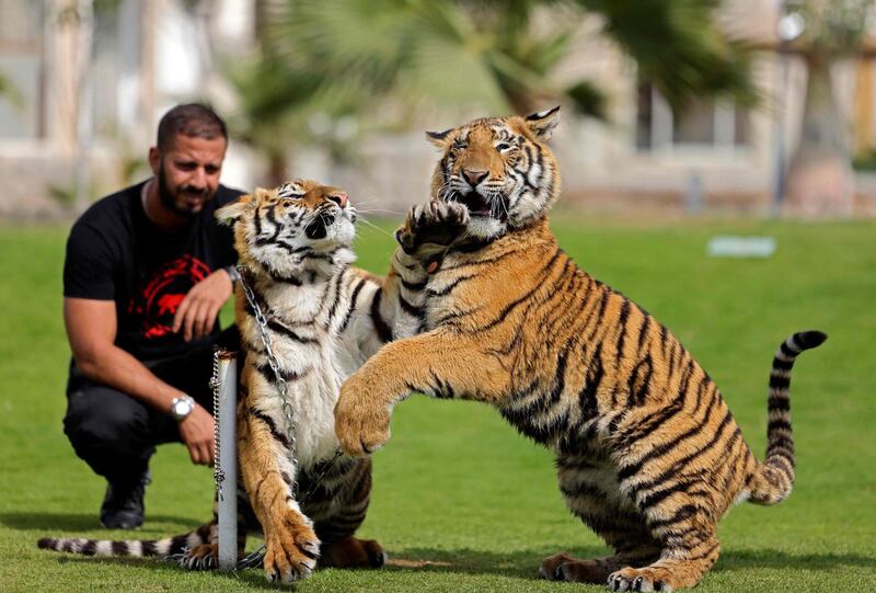 Tiger cubs play-fight as their trainer watches on, at Al Buqaish private zoo in Sharjah. AFP