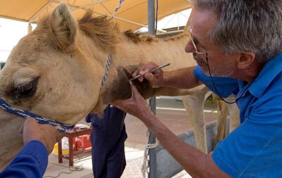 Dubai - March 23, 2010 - Scientific Director Dr. Ulrich Wernery makes an incision into camel 6A5's internal jugular vein so that blood can be drawn from him during the antibody production camelid process at the Central Veterinary Research Laboratory in Dubai, March 23, 2010. (Photo by Jeff Topping/The National) 
 