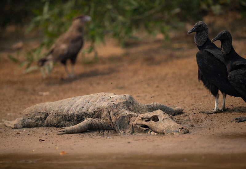 Vultures stand near the carcass of a cayman on the banks of the Cuiaba River at the Encontro das Aguas state park in the Pantanal wetlands near Pocone, Mato Grosso state, Brazil. AP Photo