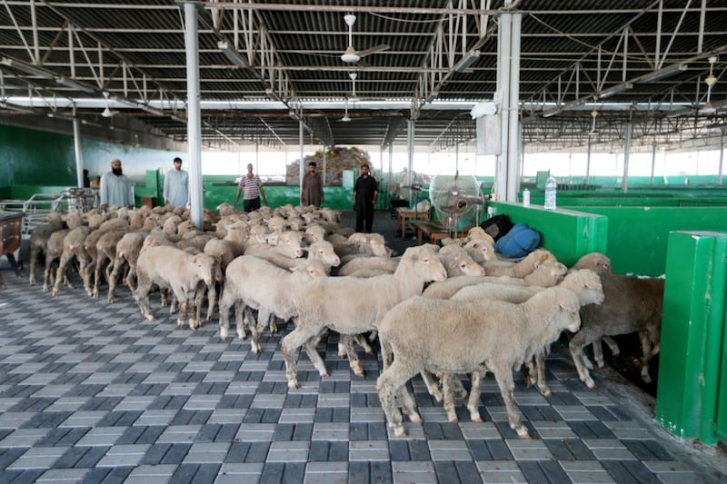 Sheep for sale at the livestock market at Mina Zayed, Abu Dhabi this week. Traders and shoppers have expressed disappointment at the rising costs of sacrificial beasts for Eid Al Adha. Christopher Pike / The National