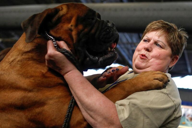 Sherry Boldt and her gentle giant Bullmastiff called Marshall. Photo