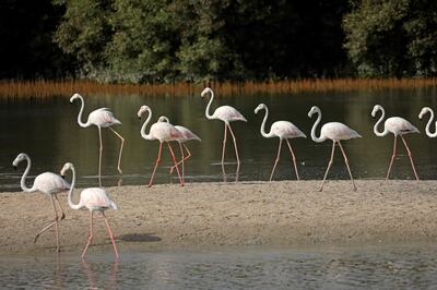 Flamingos at the sanctuary. AFP