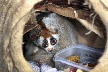 An abandoned slow loris was named Lonely Loris when it was rescued from Dubai's streets. The primate is drawing big crowds to his new home at The Green Planet in the emirate. ( Pawan Singh / The National )