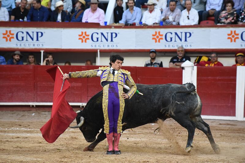A bullfighter tussles with a 516kg bull in Plaza Monumental of Aguascalientes, Mexico. EPA
