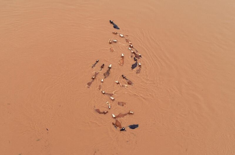 A herd of cattle is seen stranded by floodwaters following heavy rainfall in Jian, Jiangxi province, China.  Reuters