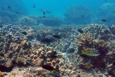 Coral reefs act as nurseries and feeding grounds for many marine organisms. Courtesy Emirates Natural History Group and Dr John Burt