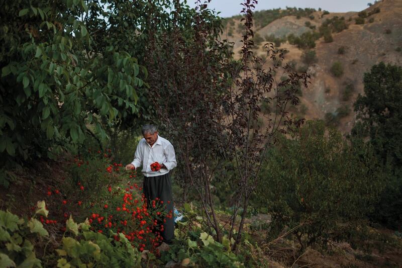 SER AW, IRAQ: Mohammed Haji Mehedin picks marigolds. Photo by Sebastian Meyer 