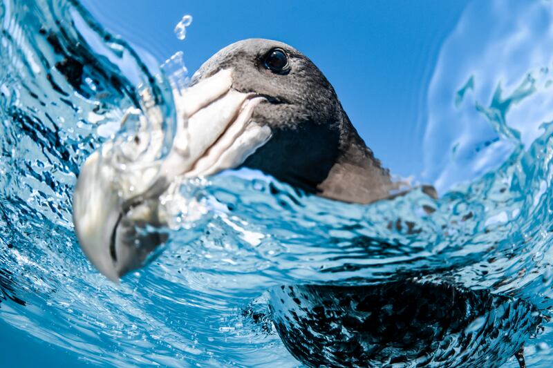 Third place, Portfolio, Jake Wilton. A southern giant petrel tries to peck at Jake’s camera as pulls the camera downwards from the surface.