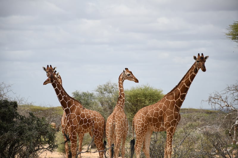 The reticulated giraffe is experiencing a decline in numbers