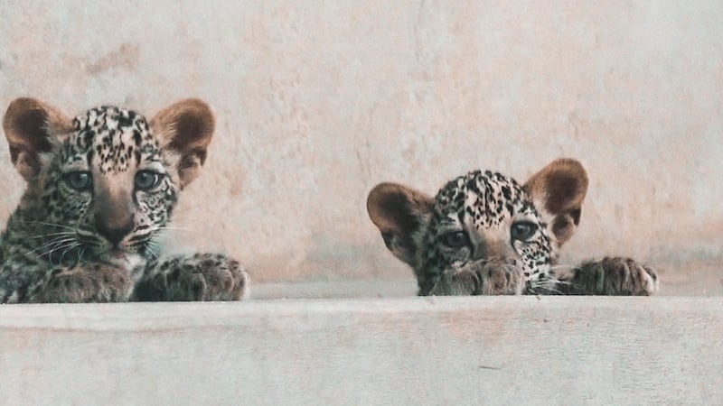 Two cubs born at the centre this year. Photo: Royal Commission for AlUla