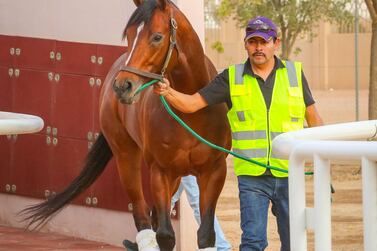 Legends of War arrives in Riyadh for the $29.2m Saudi Cup Day. Courtesy Mohammed Alshinaifi / Saudi Cup 