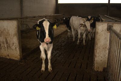 Calves at Nol Hooijmaijers's farm. Sunniva Rose / The National