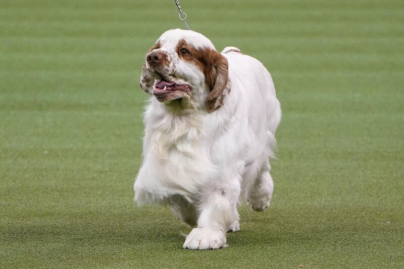 Hey Howie: A Clumber spaniel named Howie takes part in the Sporting group competition. Reuters