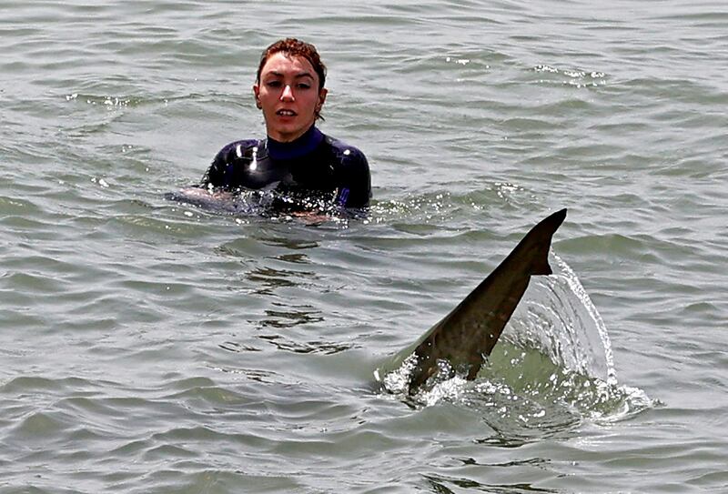 Authorities said it was illegal to harm, feed or harass the endangered sharks. AFP