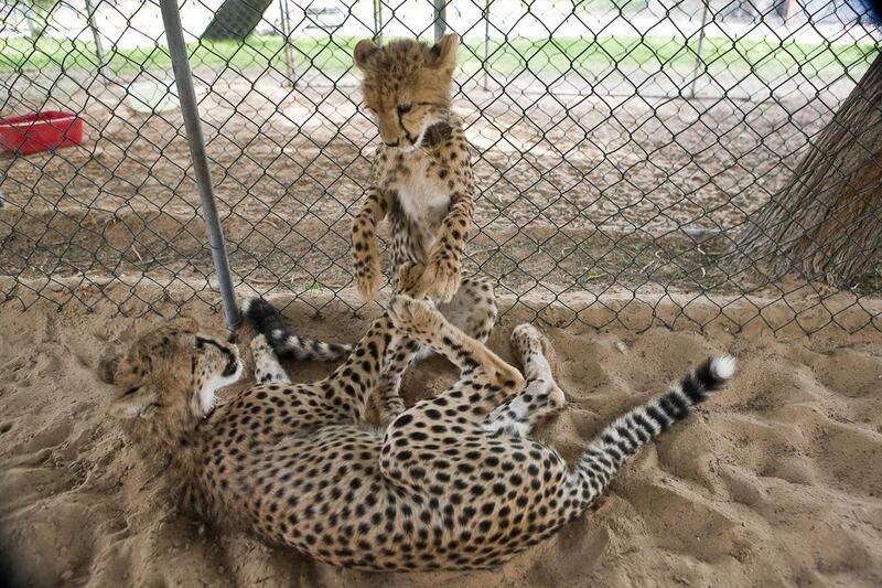 Cheetah cubs rarely make it to three months of age in captivity, experts say. Antonie Robertson / The National