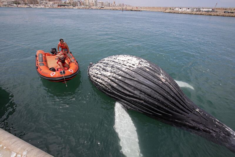 panish authorities try to remove a stranded whale at Gandia's port in Valencia, Spain.  EPA