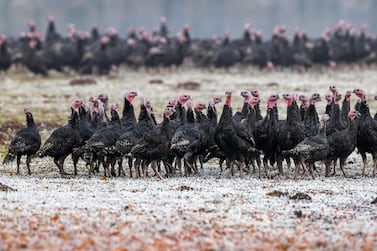 An outbreak of the H5N8 avian flu strain was reported among birds on a farm in Russia in December. EPA