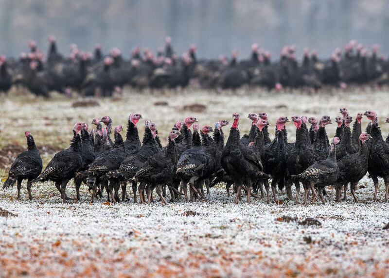 epa09025787 (FILE) - Turkey hens at an organic farm in Ziesluebbe, Germany, 12 November 2016 (reissued 20 February 2021). Russian authorities on 20 February 2021 said they had detected the first human case of Highly Contagious Bird Flu H5N8 after seven people tested positive for H5N8 at a poultry farm in southern Russia.  EPA/JENS BUETTNER  GERMANY OUT *** Local Caption *** 53116478