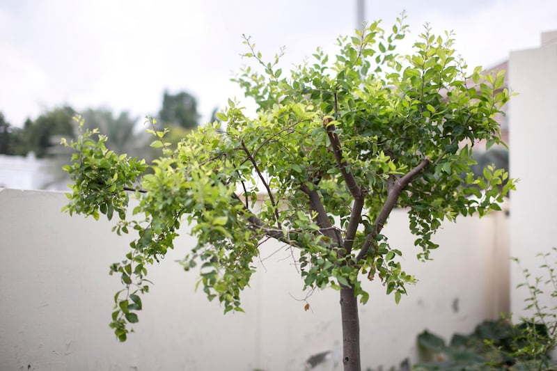 DUBAI, UNITED ARAB EMIRATES, Jan 13, 2016. A Sidr tree in Shaikh Khalifa Bin Zayed Bangladesh Islamia School Eco Garden. Photo: Reem Mohammed / The National (Reporter: NicK Leech Section: FOCUS) Job ID: 16962 *** Local Caption ***  RM_20160113_SCHOOL_007.JPG