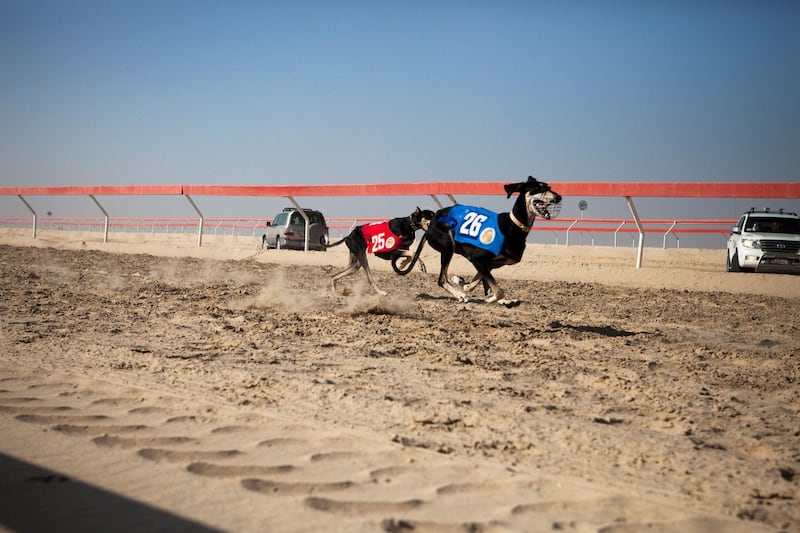 December 23, 2010, Al Dhafra, UAE:

The first annual Saluki dog racing competition was held today at the Al Dhafra camel festival. Over 150 dogs participated in the competition. The race took place on the camel racing track. The total distance was 100 km.

Dogs make the final bend around the racing track before the finish line.

Lee Hoagland/The National