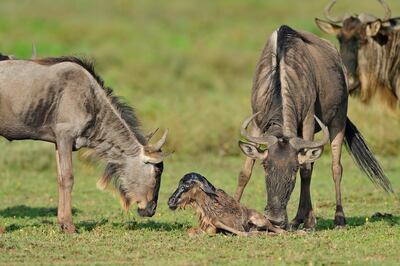 wildebeests of Serengeti. Getty images