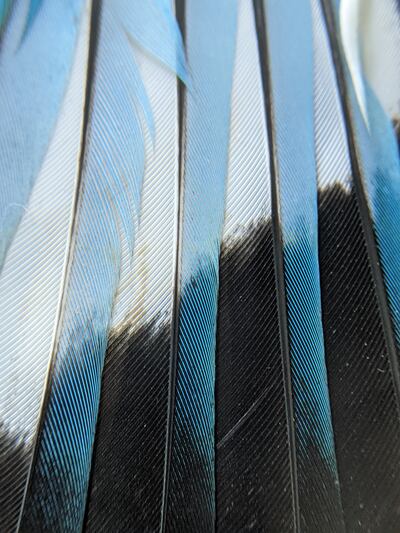 Feathers from the white-throated Kingfisher, one of 188 bird species documented by the feather library. Photo: Esha Munshi