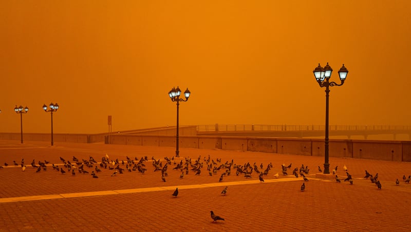 Birds sit amid heavy dust in Kuwait City. EPA 